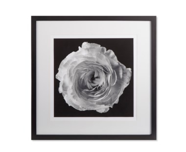 Black Blossom - A